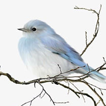 Bird Canvas Wall Art