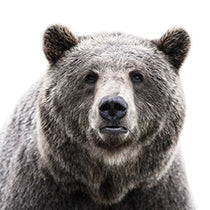 Bear Canvas Wall Art