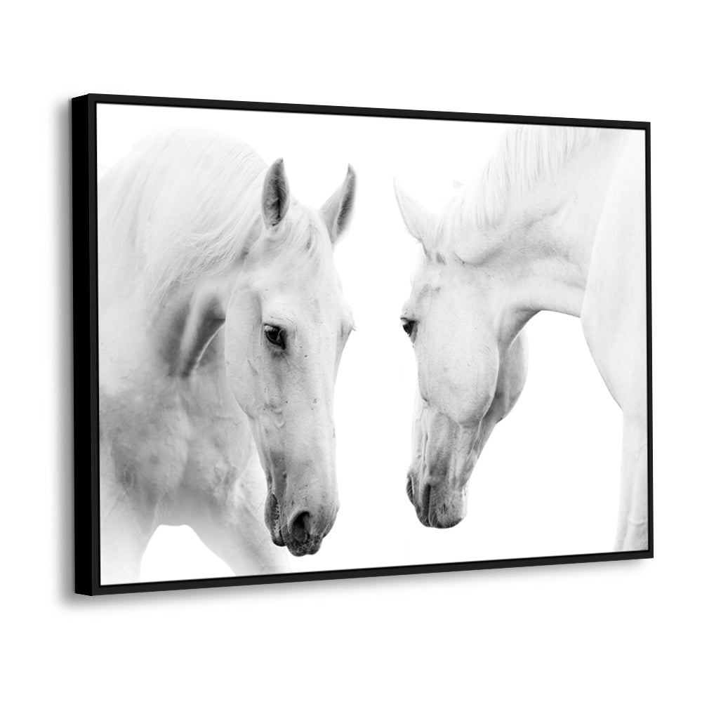 White Stallions - Black & White Horse Portrait Canvas Wall Art