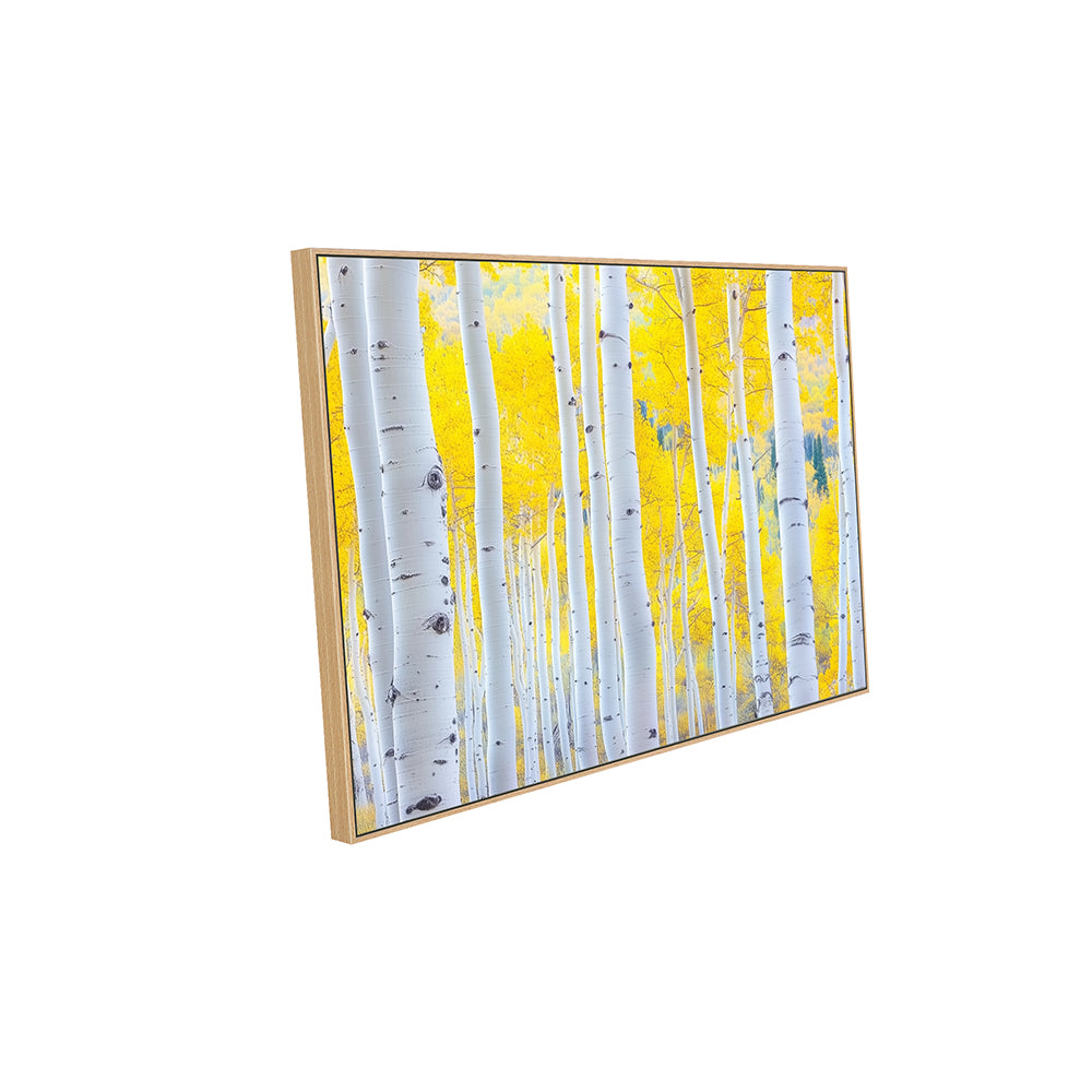 Golden Aspen Forest Canvas Wall Art