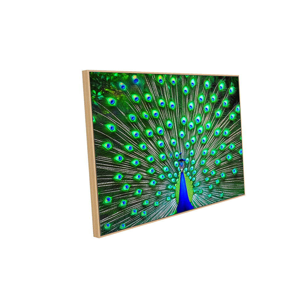 Vibrant Peacock Canvas Wall Art