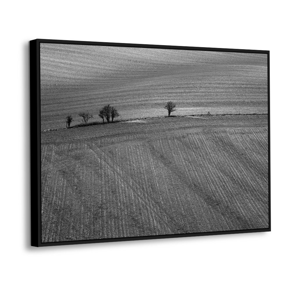 Lonely Trees In The Field - Black And White Canvas Wall Art