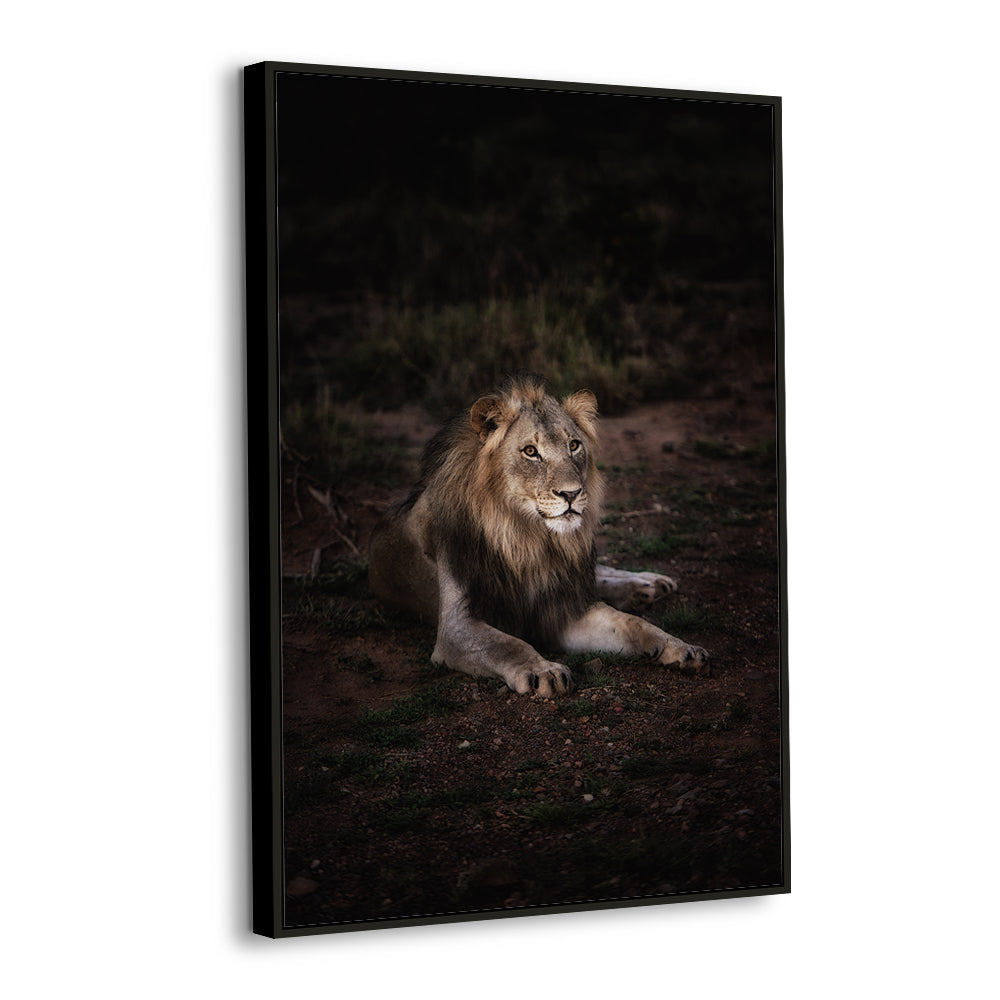 "King Of The Savannah" Lion Canvas Wall Art