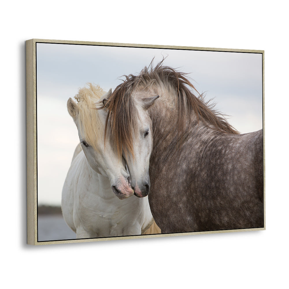 Bond Of Horses – A Symbol Of Love & Connection Canvas Wall Art