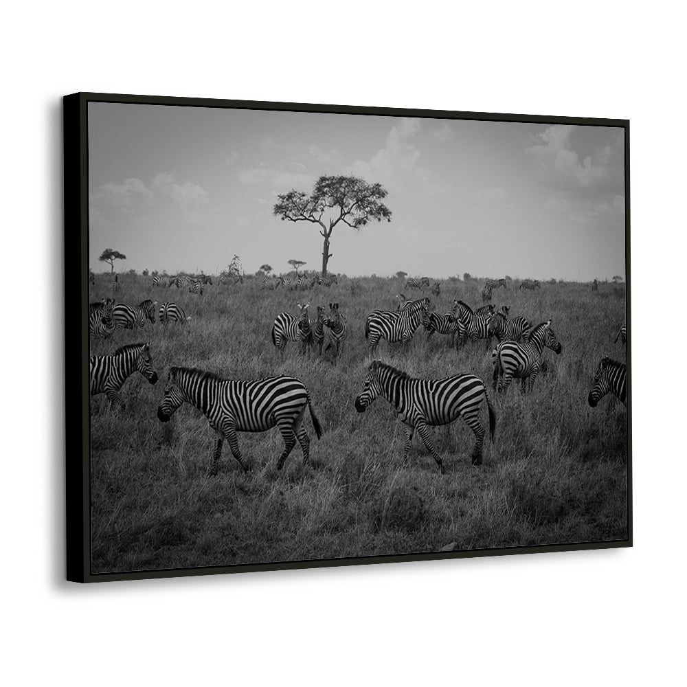 Black And White Zebra Herd Canvas Wall Art