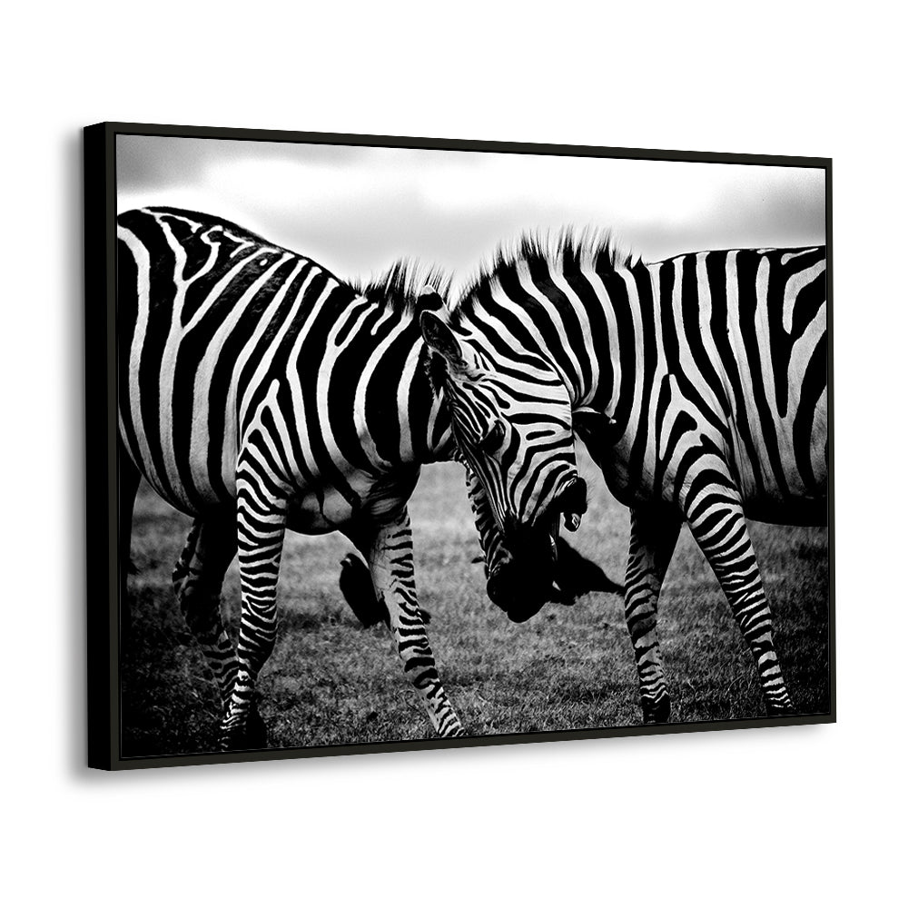 Playful (Black & White) Zebras Canvas Wall Art