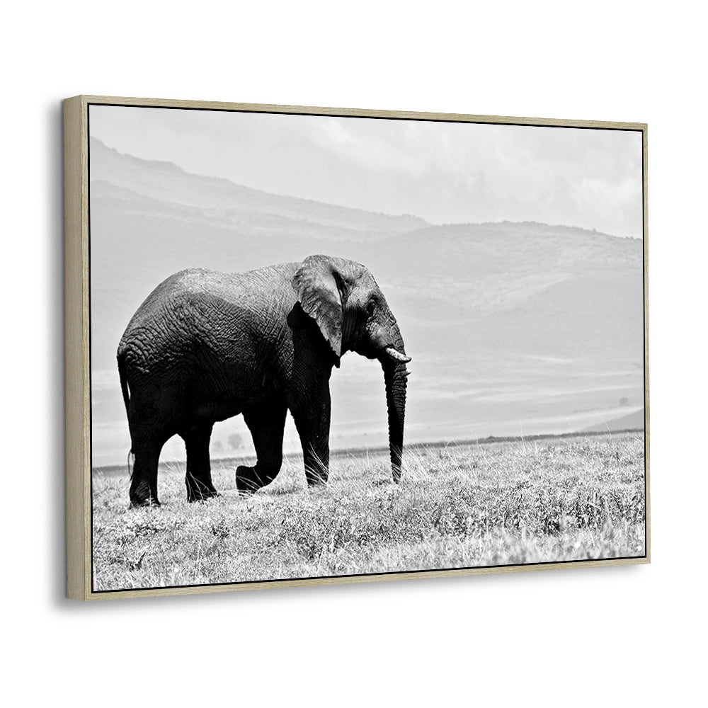 Majestic Elephant In Black And White Canvas Wall Art