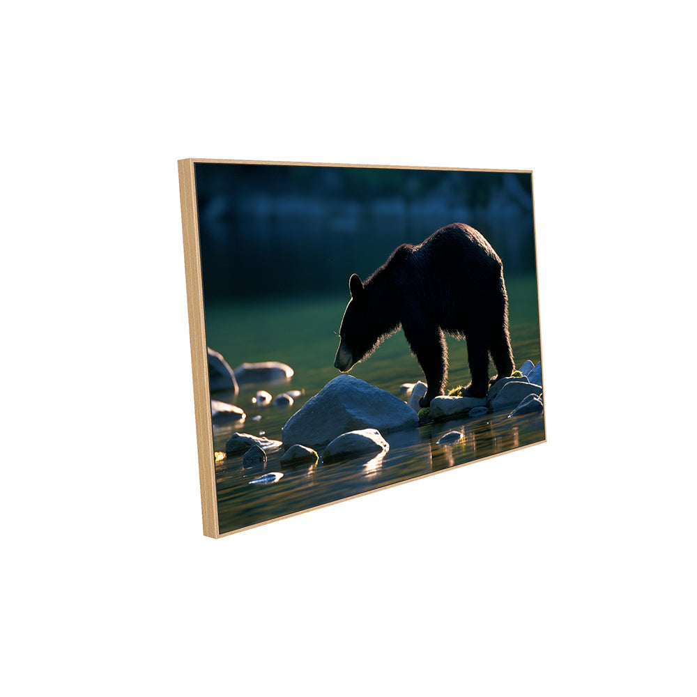Golden Hour Black Bear– A Serene Wilderness Scene Canvas Wall Art