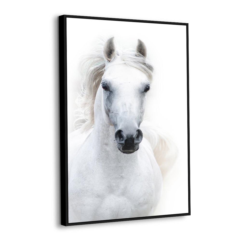 Majestic White Horse Canvas Wall Art