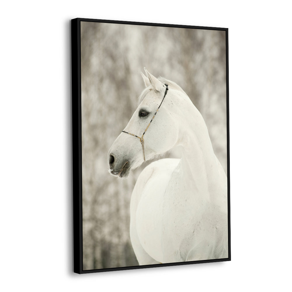 Majestic White Horse Canvas Wall Art