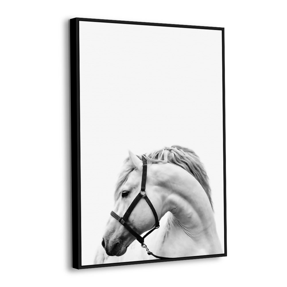 Elegant White Stallion Canvas Wall Art