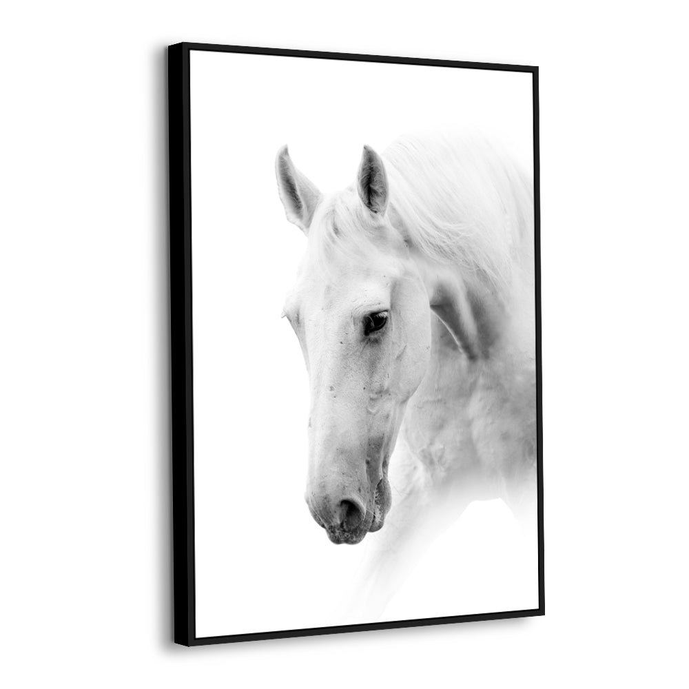 Majestic White Horse Canvas Wall Art