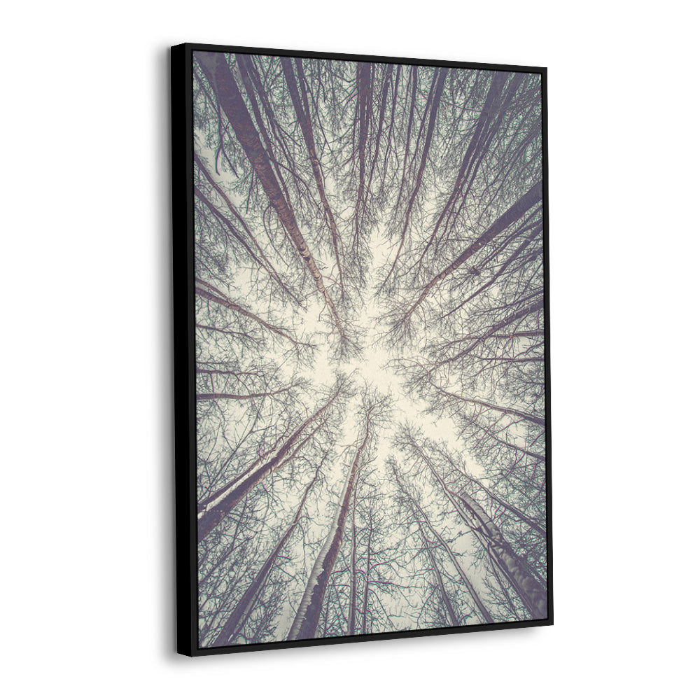 Upward Forest Canopy Canvas Wall Art