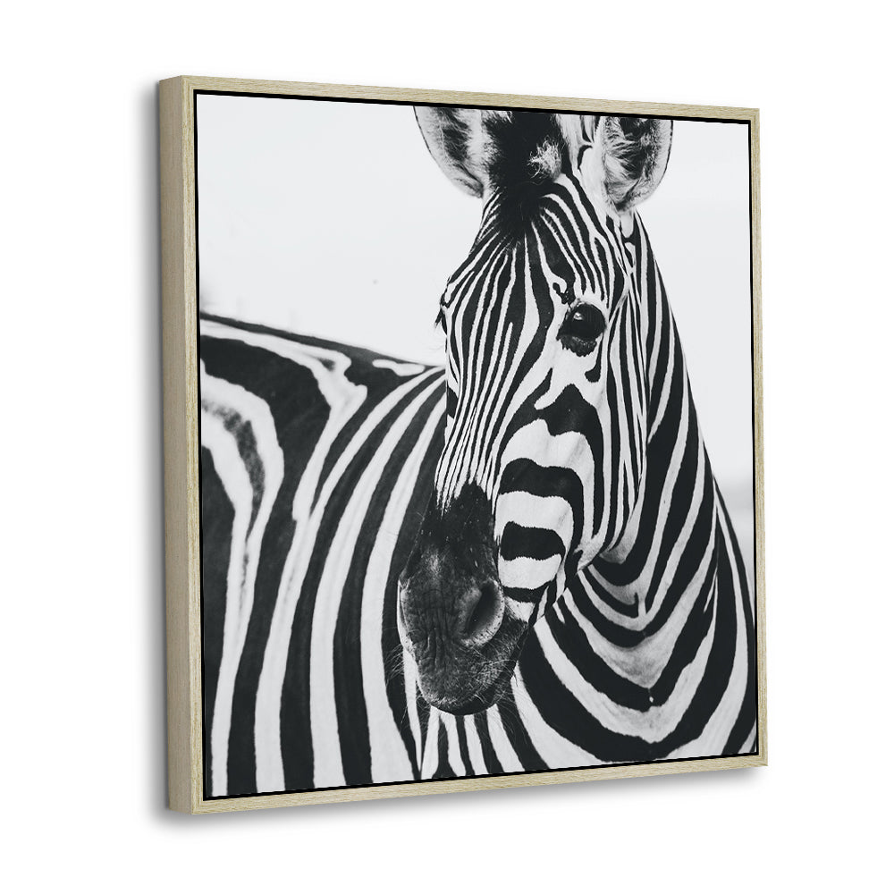 Striking Zebra Black And White Canvas Wall Art