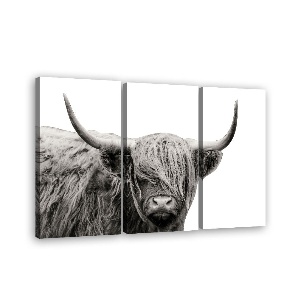 Stunning Highland Cow Canvas Wall Art