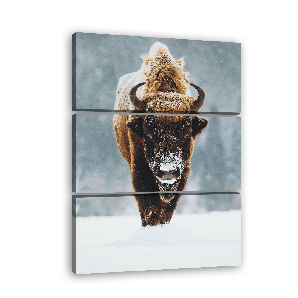 Wild Bison In Snow Canvas Wall Art