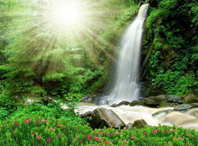 Sun-Drenched Forest Waterfall Canvas Wall Art