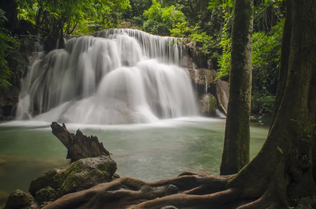 Sacred Grove Falls Canvas Wall Art