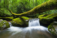 Enchanted Forest Creek Canvas Wall Art