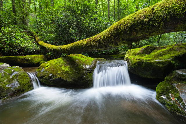 Enchanted Forest Creek Canvas Wall Art