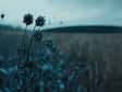 Tranquil Meadow Canvas Wall Art