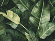 Lush Green Banana Leaf Canvas Wall Art - Modern Nature-Inspired Decor