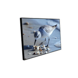 Shoreline Forager A Tranquil Bird - Canvas Wall Art