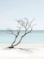 Minimalist Coastal Canvas Wall Art – Driftwood Serenity