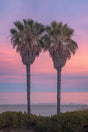 "Twin Palms at Sunset"- Canvas Wall Art