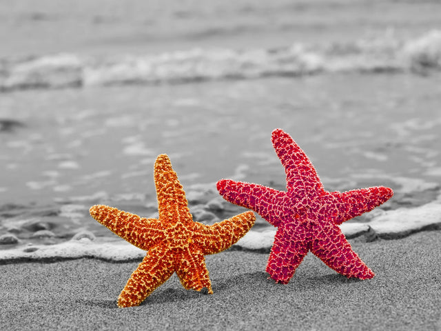 Duo Yellow and Red Starfish Canvas Wall Art