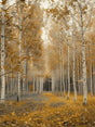 Golden Birch Forest Canvas Wall Art