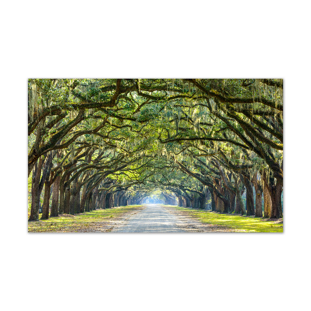 Sunlit Tree Tunnel Canvas Wall Art