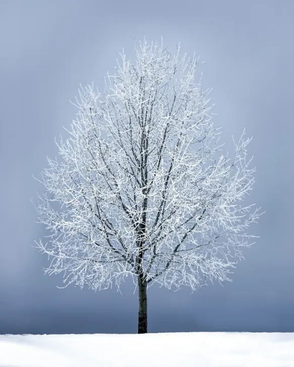 Frozen Winter Tree Canvas Wall Art