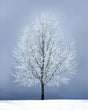 Frozen Winter Tree Canvas Wall Art