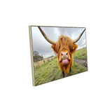 Highland Cow Canvas Wall Art