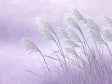 Elegant Pampas Grass Canvas Wall Art