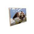 Relaxed Grizzly  – Nature's Serenity Canvas Wall Art