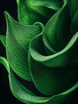 Green Leaf Macro Close-Up-Canvas Wall Art