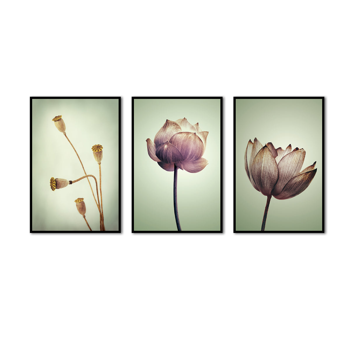 3-Piece Timeless Lotus Elegance Canvas Wall Art