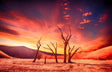 Desert Magic: Silhouetted Trees Under A Sunset Sky Canvas Wall Art