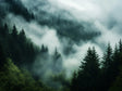 Mystical Forest Canvas Wall Art