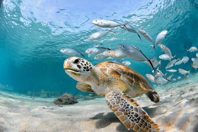 Underwater Sea Turtle Canvas Wall Art