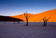 Desert Trees At Sunset Canvas Wall Art