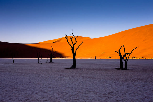 Desert Trees At Sunset Canvas Wall Art