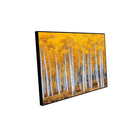  Golden Aspen Forest Canvas Wall Art