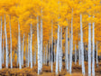 Golden Aspen Forest Canvas Wall Art