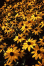 Golden Daisy Field Canvas Wall Art – Nature-Inspired Decor