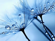 Blue Serenity Canvas Wall Art