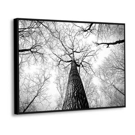 Black And White Tree Canopy Canvas Wall Art