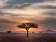 Sunset Savanna - African Landscape Tree Canvas Wall Art